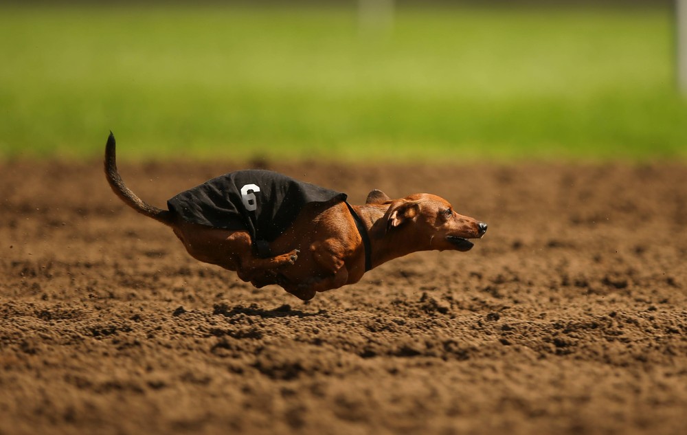 weiner dog race
