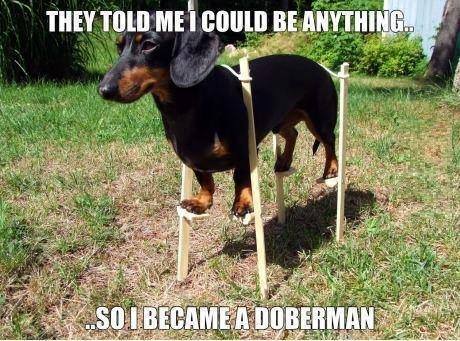 they told me i could be anything so i became a doberman - They Told Me I Could Be Anything Sot Became A Doberman