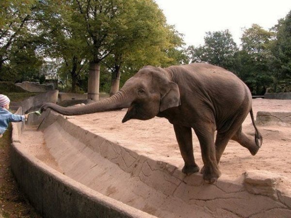 elephant long trunk