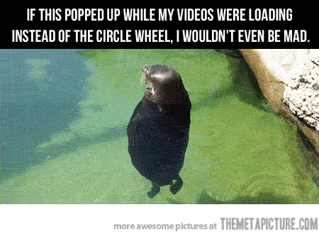 rotating seal gif - If This Popped Up While My Videos Were Loading Instead Of The Circle Wheel, I Wouldn'T Even Be Mad. more awesome pictures at Themetapicture.Com
