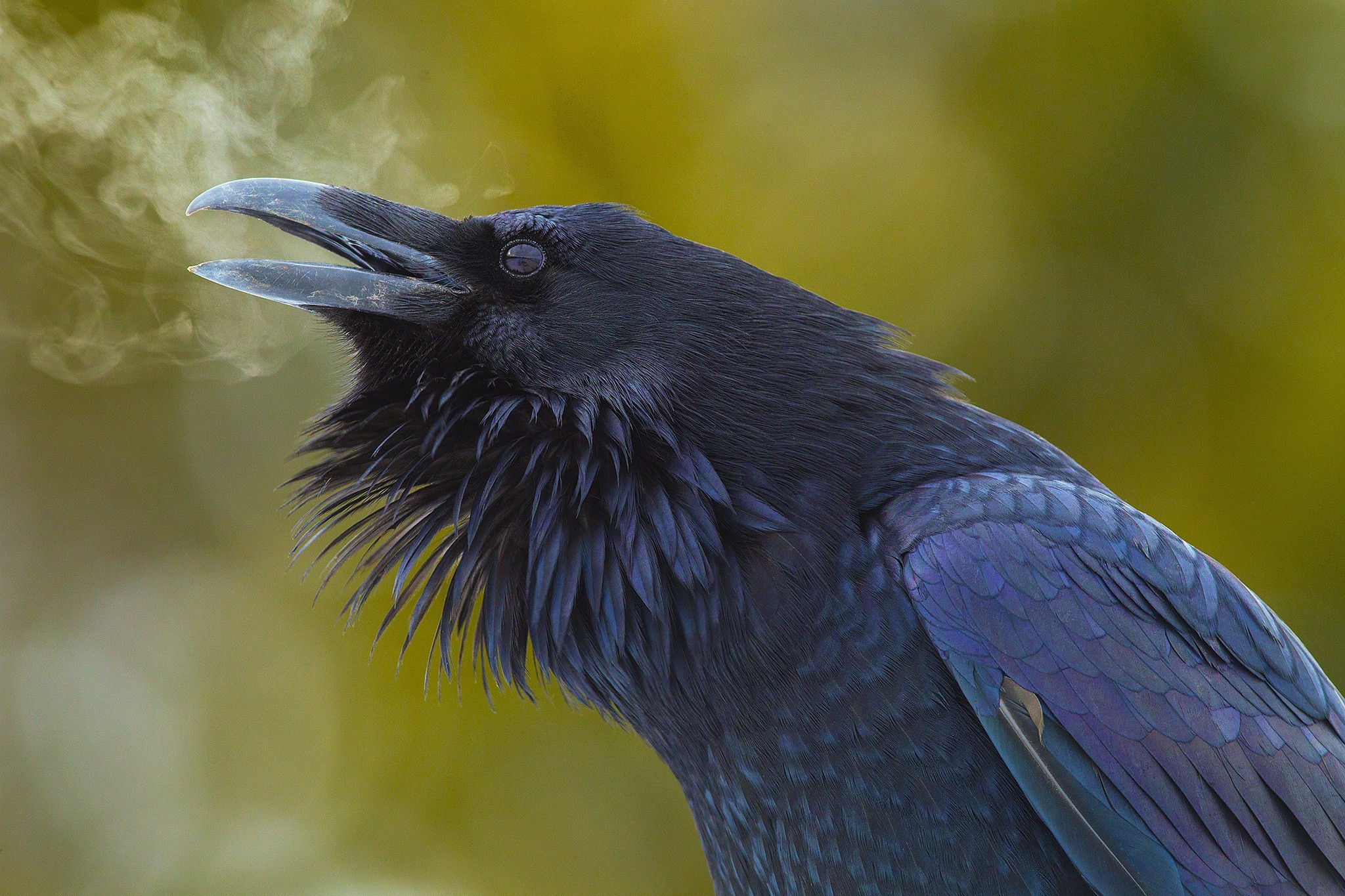 raven photography