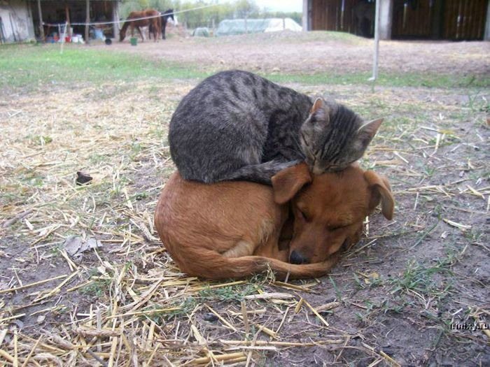 cat sleeping on dog