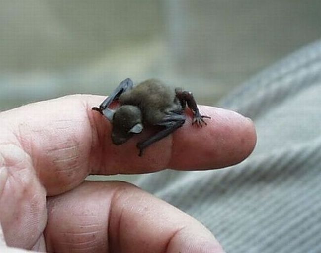 tiny little bat creature on person's finger