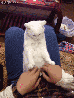 cat mimicking a person's arm gestures