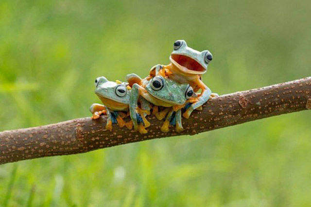cute frogs on a tree branch