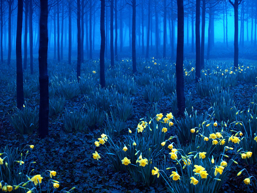 trippy photo of a forest with flowers blooming in yellow