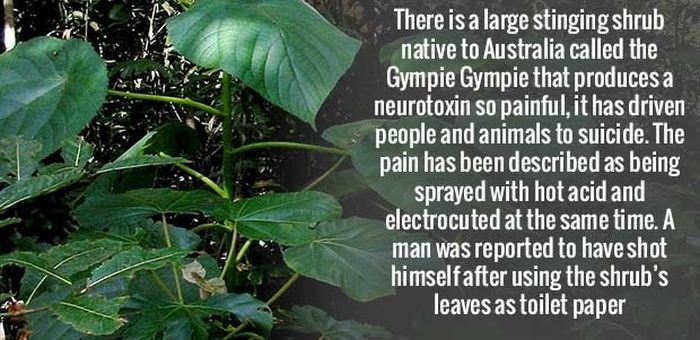 meme fact about very painful plant