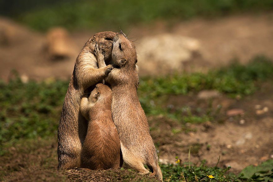family of prairie dogs hugging and kissing