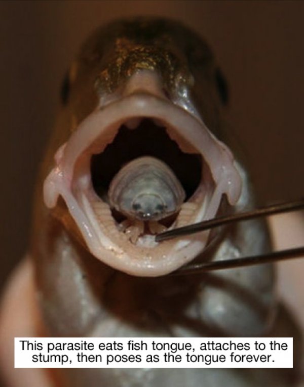 fact fun of parasite that replaces the fish's tongue