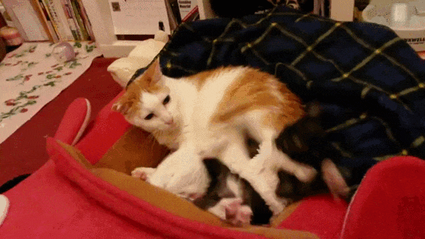 gif of cat kicking away another cat