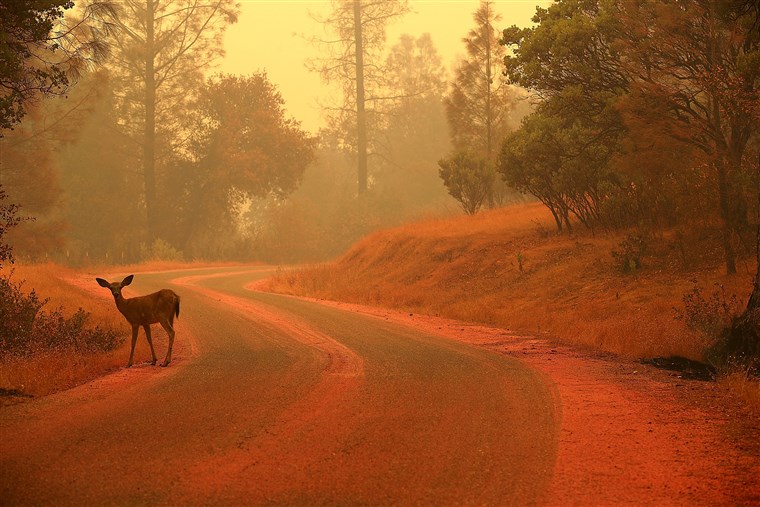 california wildfires deer