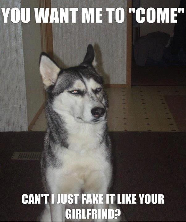 sarcastic dog - You Want Me To "Come" Can'T I Just Fake It Your Girlfrind?