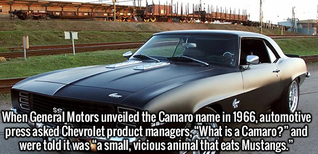muscle cars ss camaro - When General Motors unveiled the Camaro name in 1966, automotive press asked Chevrolet product managers, What is a Camaro?" and were told it was a small, vicious animal that eats Mustangs."