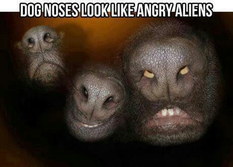 dog noses angry aliens - Dog Noses Look AngryAliens