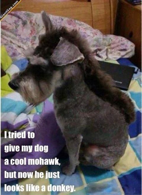 funny schnauzer haircuts - GiantGag.com I tried to give my dog a cool mohawk, but now he just looks a donkey.