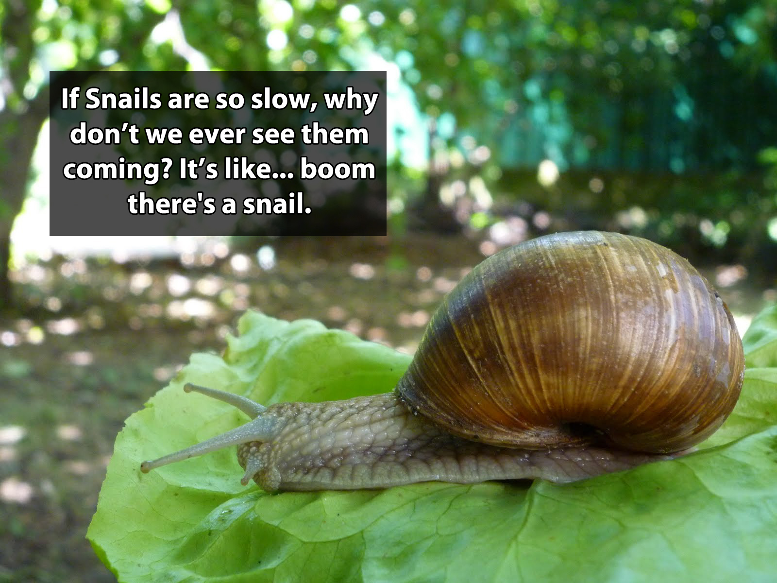 snail thoughts - If Snails are so slow, why don't we ever see them coming? It's ... boom there's a snail.