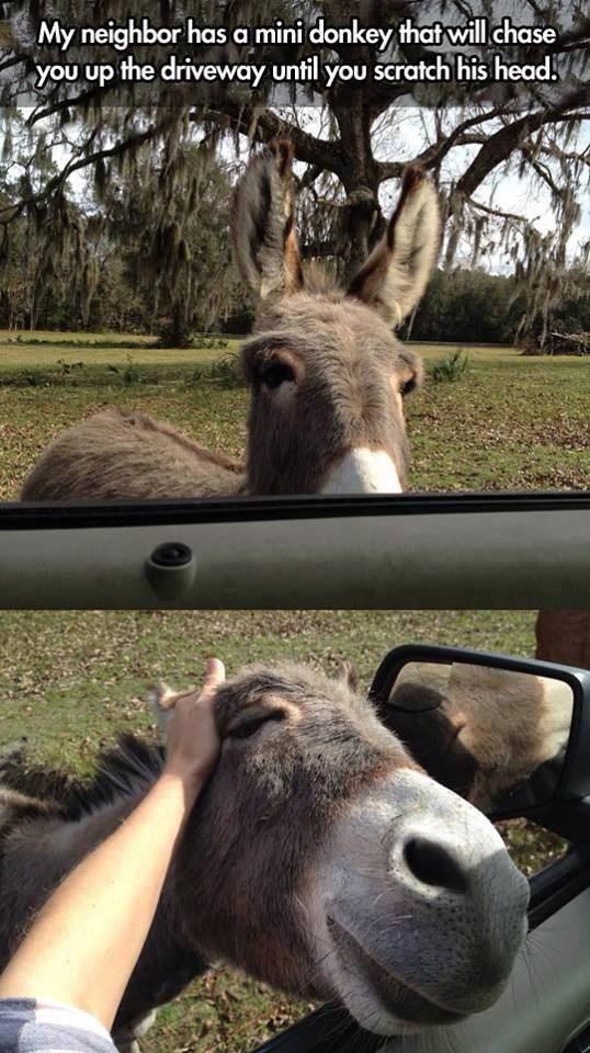 friendly donkey - My neighbor has a mini donkey that will chase you up the driveway until you scratch his head.