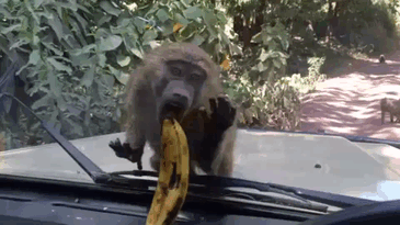 monkey fail gif