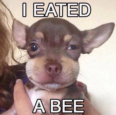 dog ate bee - | Eated A Bee