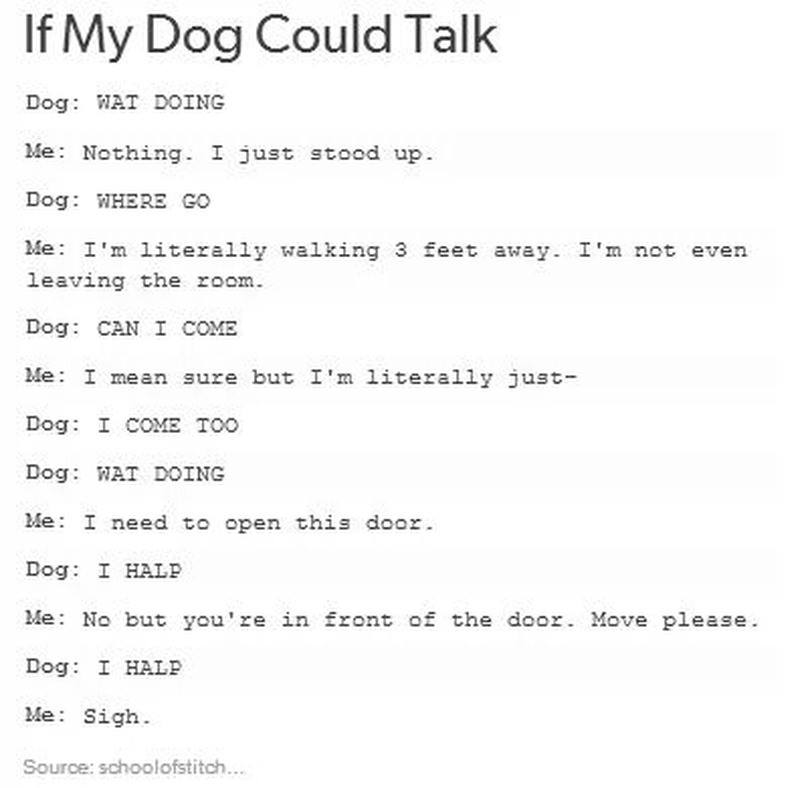 if a dog could talk - If My Dog Could Talk Dog Wat Doing Me Nothing. I just stood up. Dog Where Go Me I'm literally walking 3 feet away. I'm not even leaving the room. Dog Can I Come Me I mean sure but I'm literally just Dog I Come Too Dog Wat Doing Me I 