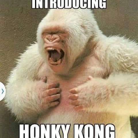 memes - albino gorilla yawning - Introducing Honkiikong