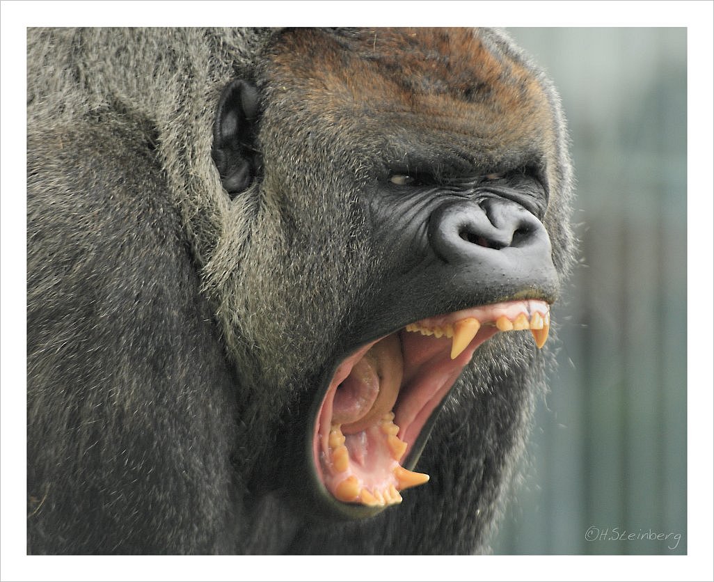 yawning gorilla