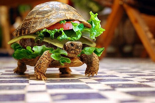 sandwich turtle