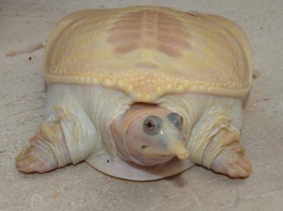 florida softshell turtle