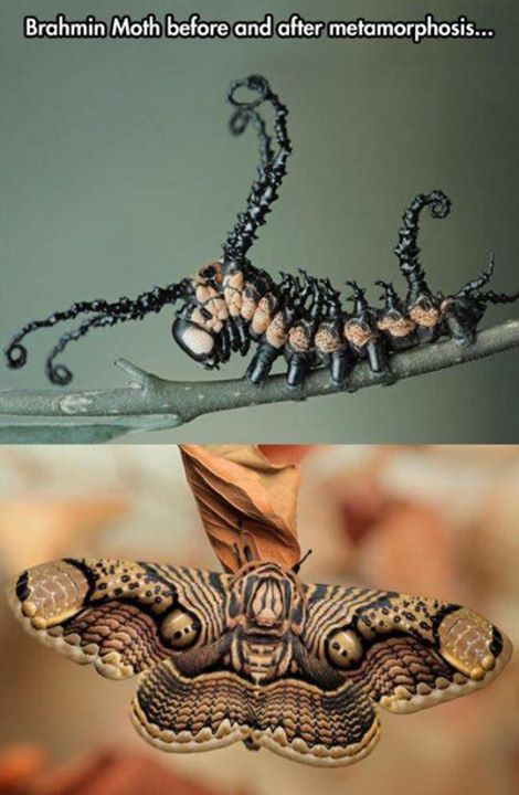 brahmin moth caterpillar - Brahmin Moth before and after metamorphosis...