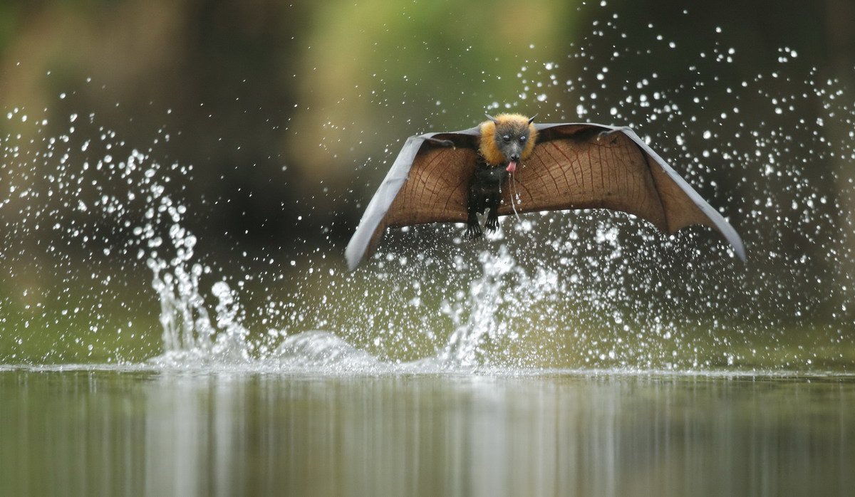 wildlife photographer of the year bat