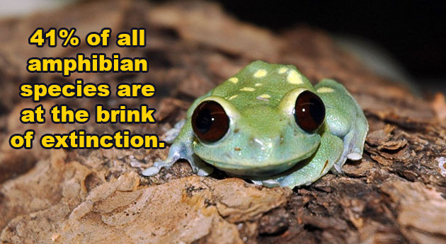 toad - 41% of all amphibian species are at the brink of extinction.