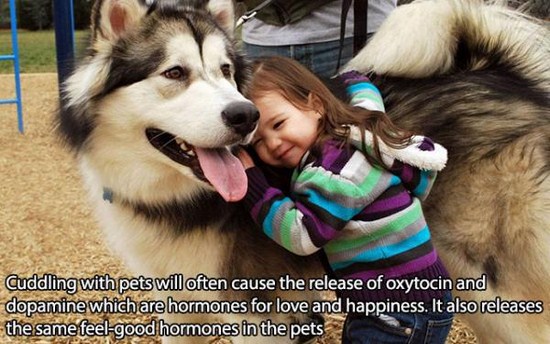 alaskan malamute with kid - Cuddling with pets will often cause the release of oxytocin and dopamine which are hormones for love and happiness. It also releases the same feel good hormones in the pets