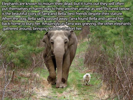 tarra and bella - Elephants are known to mourn their dead, but it turns out they will often put themselves in harms way to help another animal as well. Pictured below is the beautiful story of Tarra and Bella, best friends despite their stature. When the 