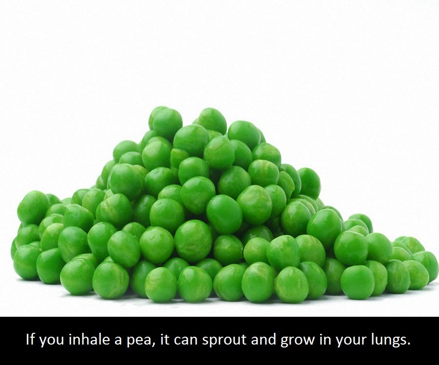 green peas 1kg - If you inhale a pea, it can sprout and grow in your lungs.