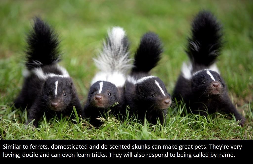 baby skunks - Similar to ferrets, domesticated and descented skunks can make great pets. They're very loving, docile and can even learn tricks. They will also respond to being called by name.