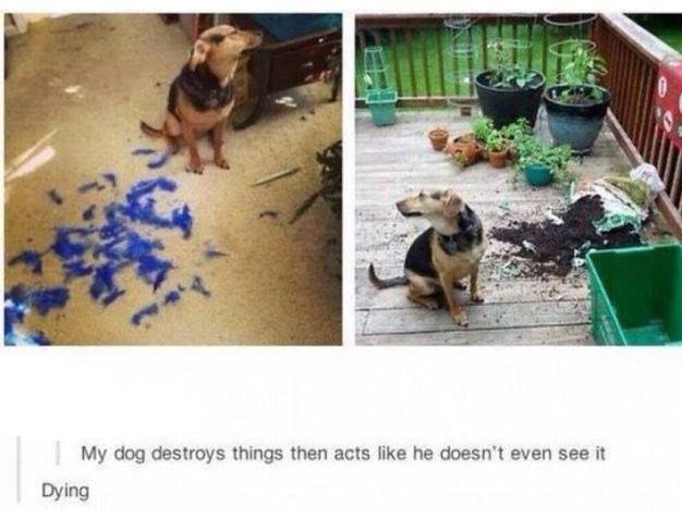 my dog destroys things then acts like he doesn t see it - My dog destroys things then acts he doesn't even see it Dying