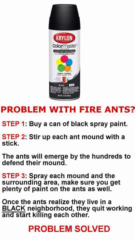 get rid of fire ants - Krylon Colormaster hide covermax technology 10 minutes or less noge Black Flat Net Wt 12020340 Problem With Fire Ants? Step 1 Buy a can of black spray paint. Step 2 Stir up each ant mound with a stick. The ants will emerge by the hu