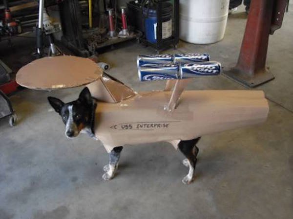 dog uss enterprise - 055 Enterprise
