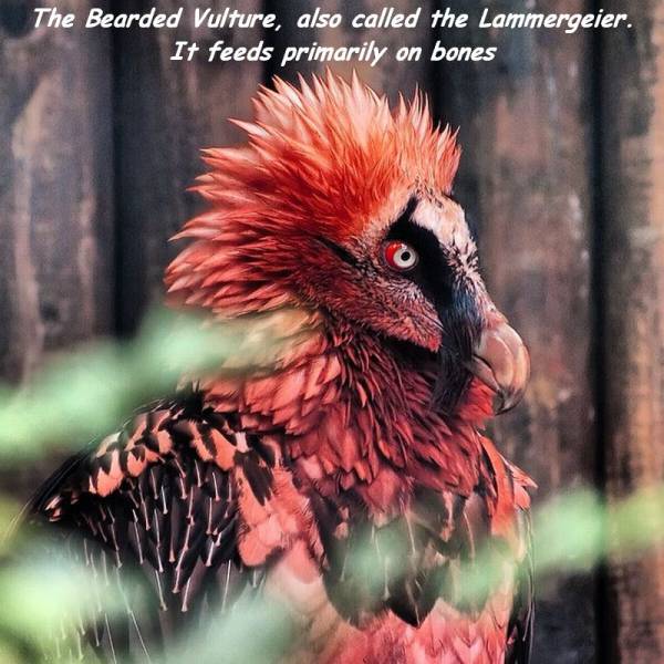 bearded vulture meme - The Bearded Vulture, also called the Lammergeier. It feeds primarily on bones