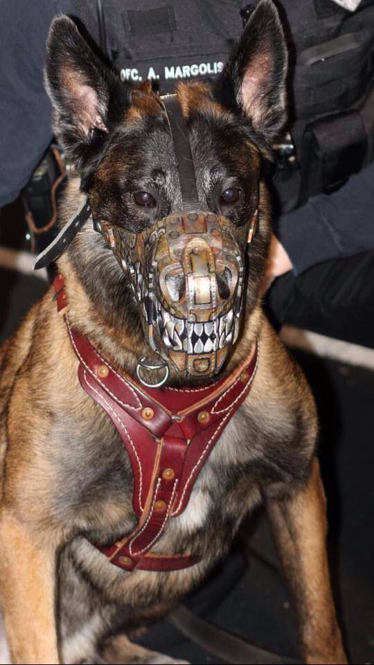 scary police dog - Ofc, A. Margolis