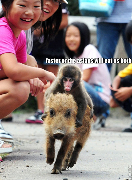 monkey riding on a pig - faster or the asians will eat us both Roflbot