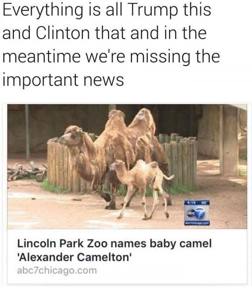 lincoln park zoo names baby camel alexander camelton - Everything is all Trump this and Clinton that and in the meantime we're missing the important news Lincoln Park Zoo names baby camel 'Alexander Camelton' abc7chicago.com