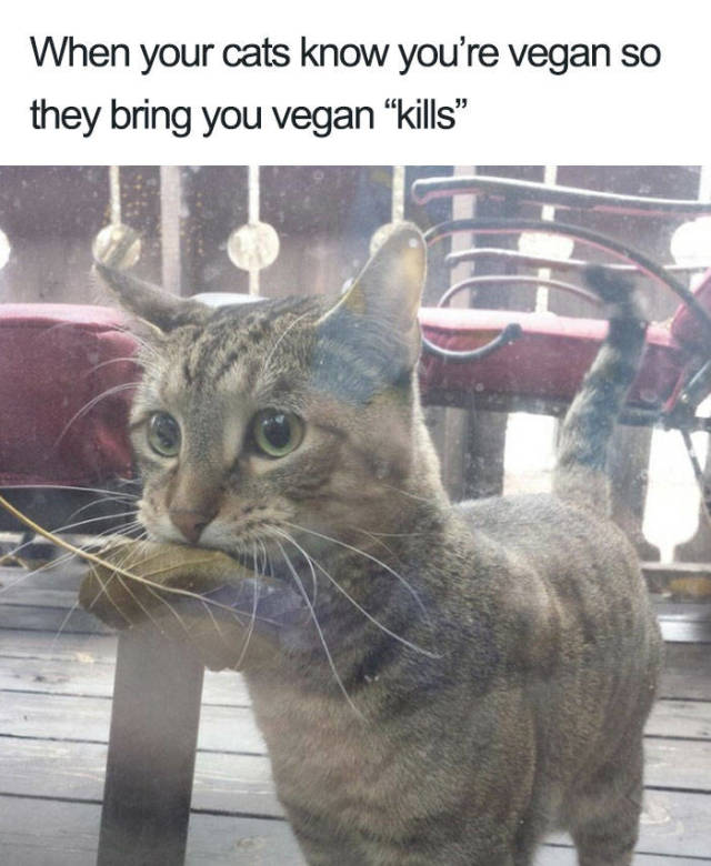 vegan funny memes - When your cats know you're vegan so they bring you vegan kills