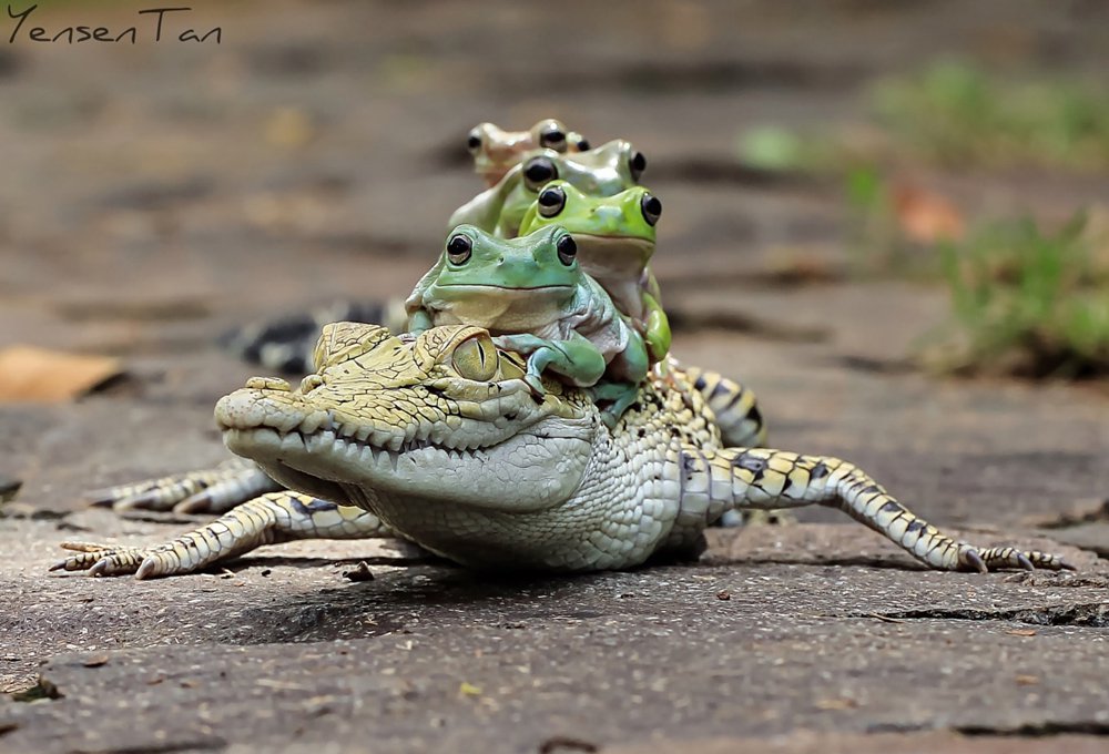 frogs on crocodile