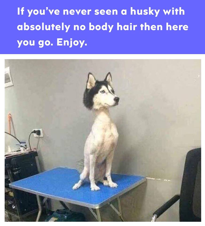 shaved husky meme - If you've never seen a husky with absolutely no body hair then here you go. Enjoy.