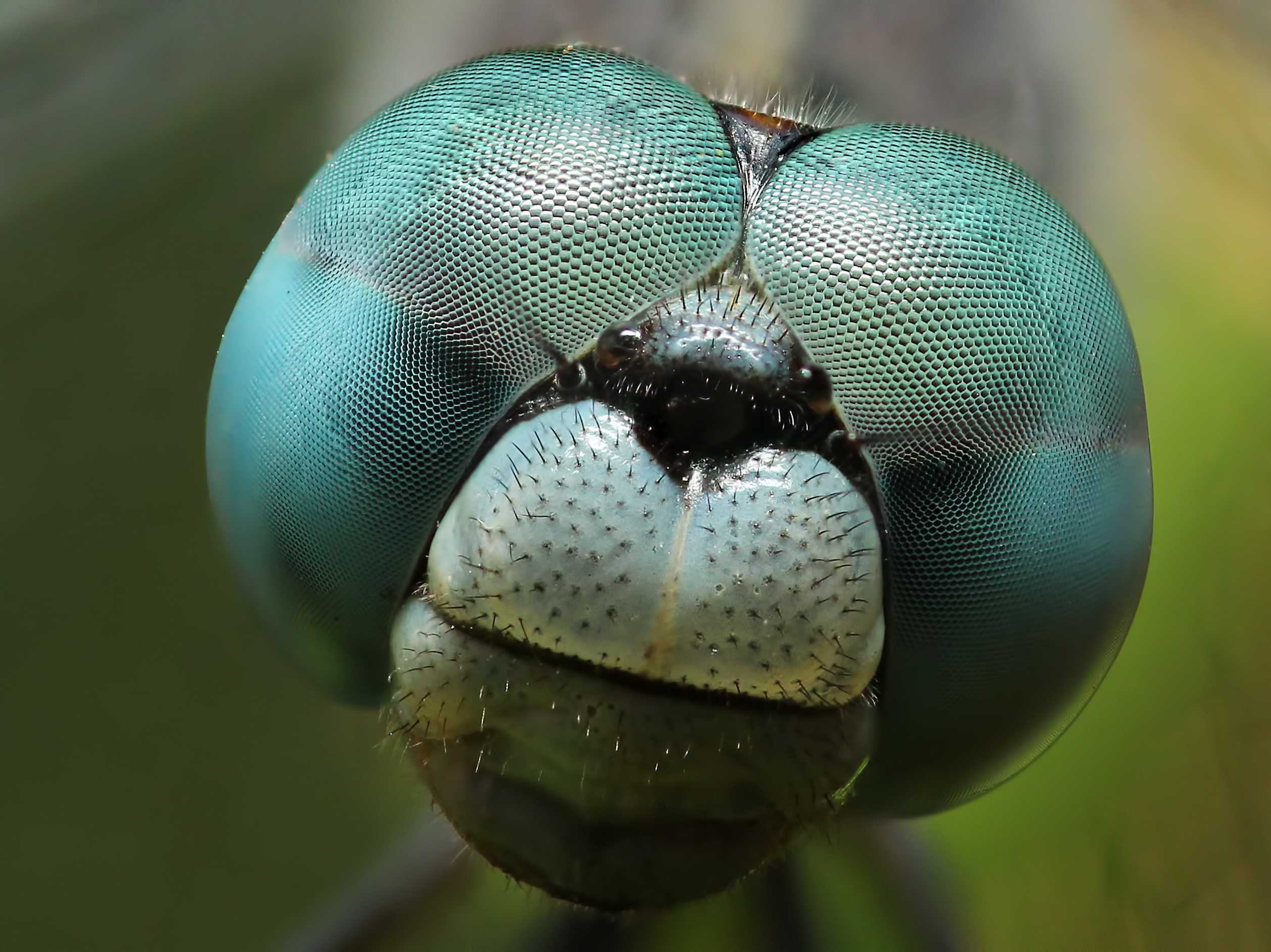 close up dragonfly
