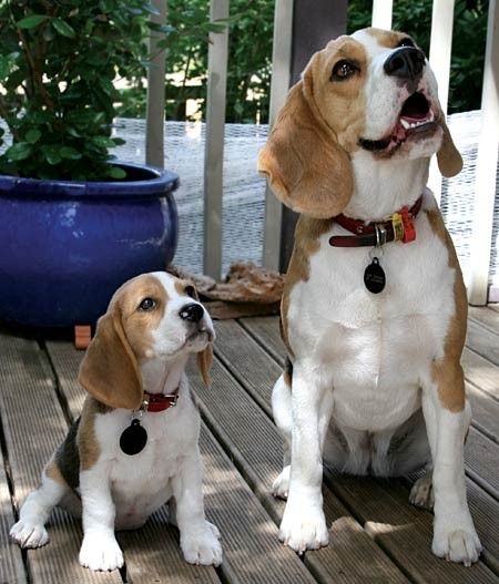 beagle cute