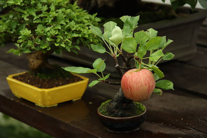 random pic bonsai apple tree