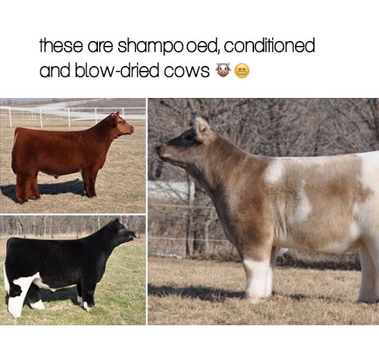 random pic blow dried cow