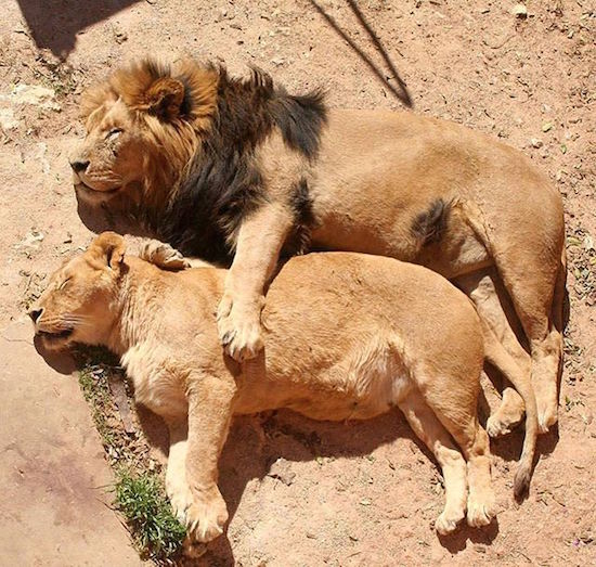 random pic lion and lioness sleeping